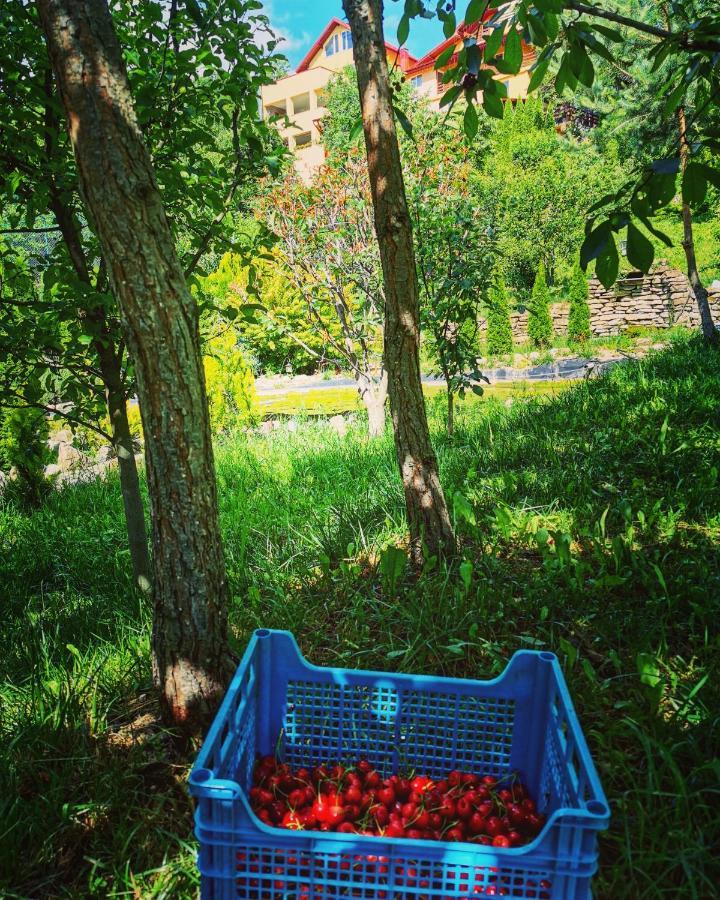 Doftana Apartaments Tesila Екстер'єр фото