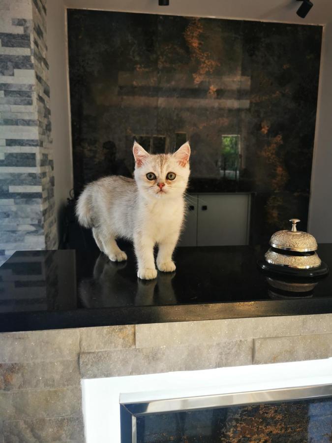 Doftana Apartaments Tesila Екстер'єр фото